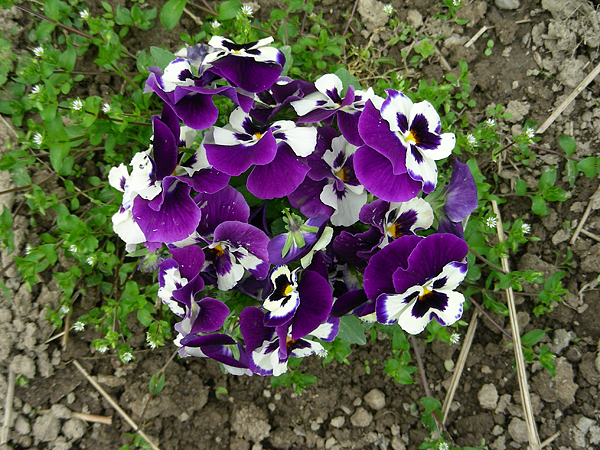 pansy in flower